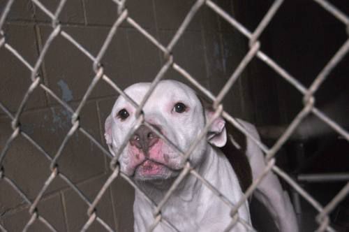 Free adoption day this Saturday at the Missaukee Humane Society